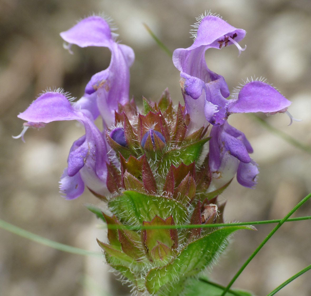 orchidea selvati  Cortina d''Ampezzo